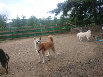 f:id:roukenhome-ann:20190821180238j:plain