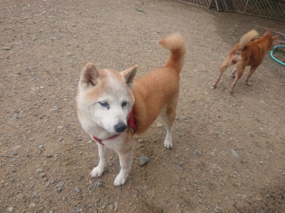 f:id:roukenhome-ann:20190821180502j:plain