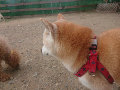 f:id:roukenhome-ann:20190821180909j:plain