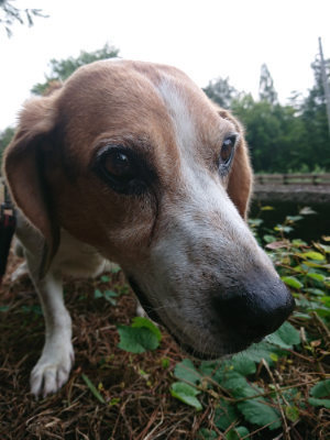 f:id:roukenhome-ann:20190821181146j:plain