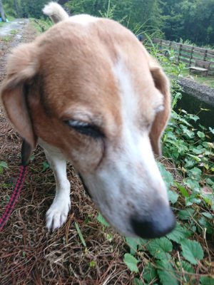 f:id:roukenhome-ann:20190821181230j:plain