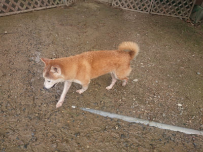 f:id:roukenhome-ann:20190821182531j:plain