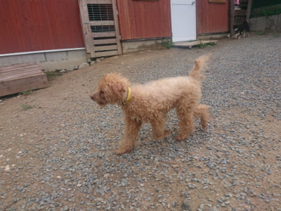 f:id:roukenhome-ann:20190821182535j:plain