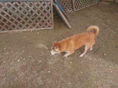 f:id:roukenhome-ann:20190821182758j:plain