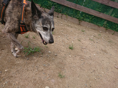 f:id:roukenhome-ann:20190821183009j:plain