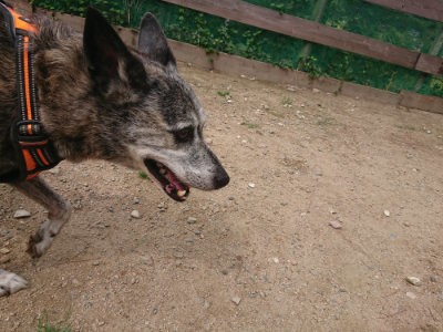 f:id:roukenhome-ann:20190821183032j:plain