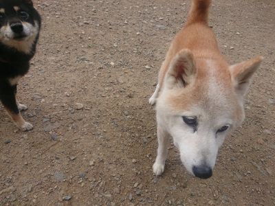 f:id:roukenhome-ann:20190821183200j:plain