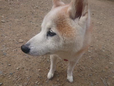 f:id:roukenhome-ann:20190821183254j:plain
