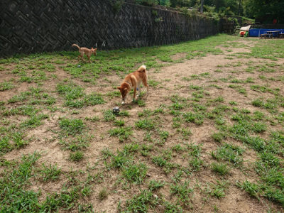 f:id:roukenhome-ann:20190821184009j:plain