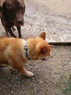 f:id:roukenhome-ann:20190821184022j:plain