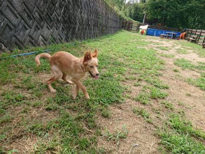 f:id:roukenhome-ann:20190821184146j:plain