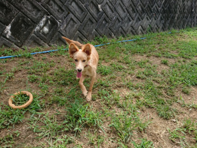 f:id:roukenhome-ann:20190821184239j:plain