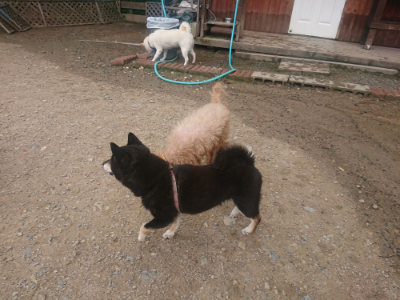 f:id:roukenhome-ann:20190821185340j:plain