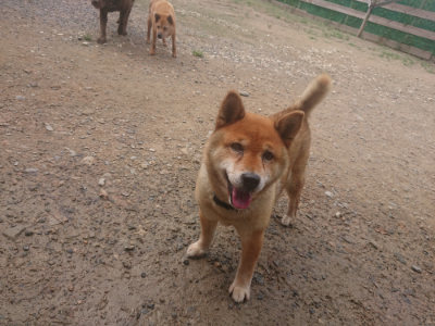 f:id:roukenhome-ann:20190821185358j:plain