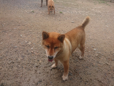f:id:roukenhome-ann:20190821185528j:plain