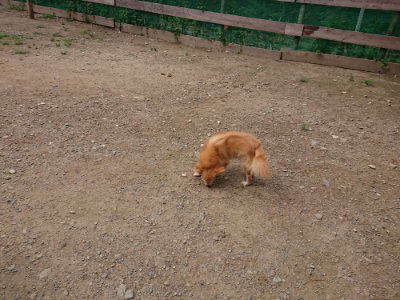 f:id:roukenhome-ann:20190821185543j:plain