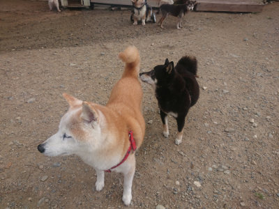 f:id:roukenhome-ann:20190821185549j:plain