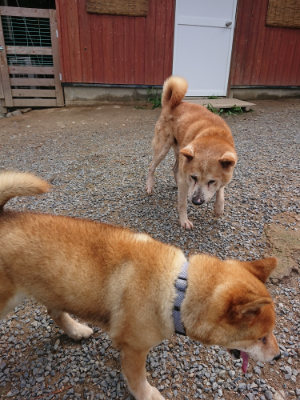 f:id:roukenhome-ann:20190821185847j:plain