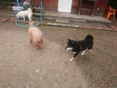 f:id:roukenhome-ann:20190821185908j:plain