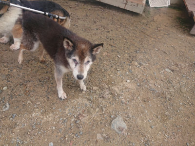 f:id:roukenhome-ann:20190821185938j:plain