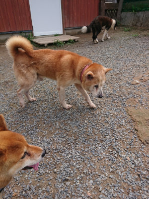 f:id:roukenhome-ann:20190821190105j:plain