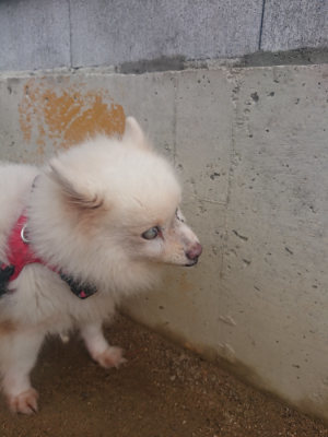 f:id:roukenhome-ann:20190821190119j:plain