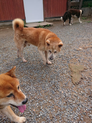 f:id:roukenhome-ann:20190821190126j:plain