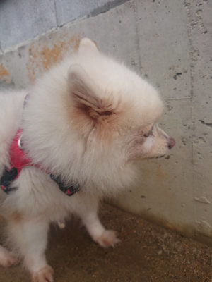 f:id:roukenhome-ann:20190821190224j:plain