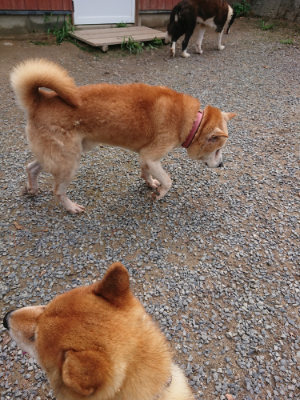 f:id:roukenhome-ann:20190821192832j:plain