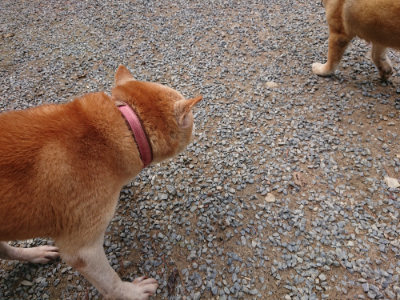 f:id:roukenhome-ann:20190821192913j:plain