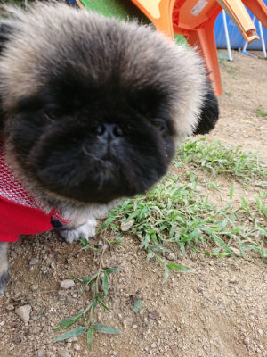 f:id:roukenhome-ann:20190821193517j:plain
