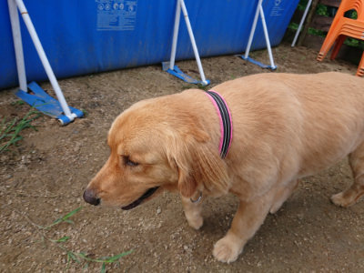 f:id:roukenhome-ann:20190821193528j:plain