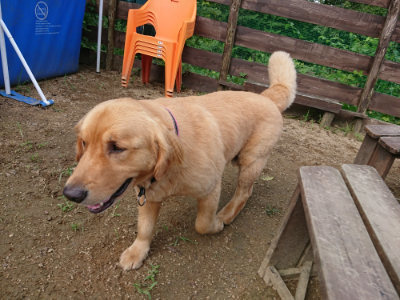 f:id:roukenhome-ann:20190821193553j:plain