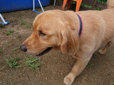 f:id:roukenhome-ann:20190821193600j:plain