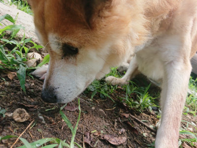f:id:roukenhome-ann:20190821193714j:plain
