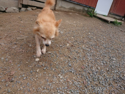 f:id:roukenhome-ann:20190821193740j:plain