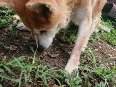 f:id:roukenhome-ann:20190821193755j:plain