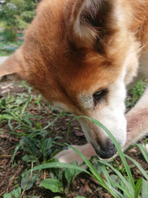 f:id:roukenhome-ann:20190821193832j:plain
