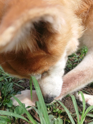 f:id:roukenhome-ann:20190821193900j:plain