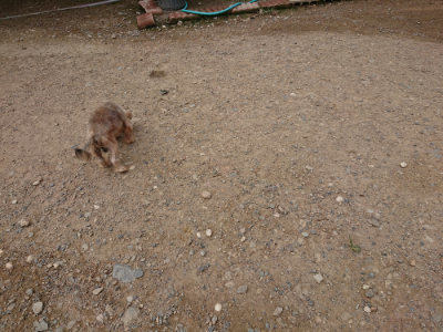 f:id:roukenhome-ann:20190822051451j:plain