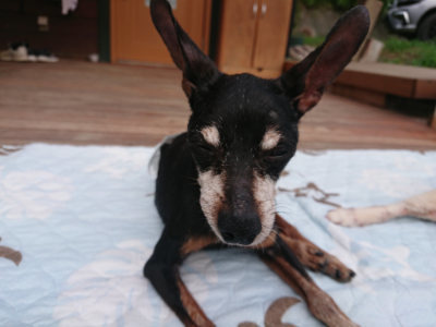 f:id:roukenhome-ann:20190822052136j:plain