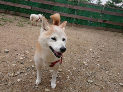 f:id:roukenhome-ann:20190822052305j:plain