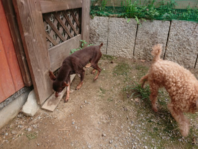 f:id:roukenhome-ann:20190822052321j:plain
