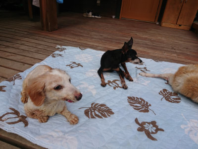 f:id:roukenhome-ann:20190822052335j:plain