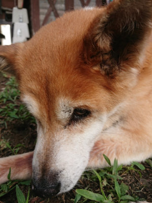 f:id:roukenhome-ann:20190822052414j:plain