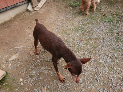 f:id:roukenhome-ann:20190822052419j:plain