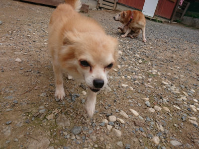 f:id:roukenhome-ann:20190822052917j:plain