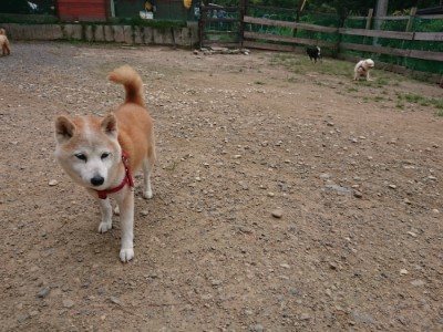 f:id:roukenhome-ann:20190822064356j:plain