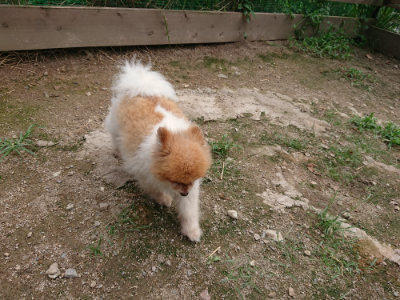 f:id:roukenhome-ann:20190822064407j:plain