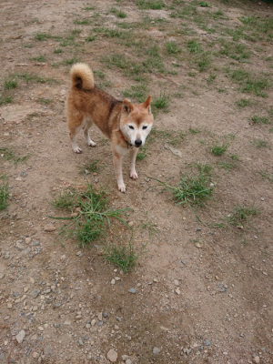 f:id:roukenhome-ann:20190822064418j:plain